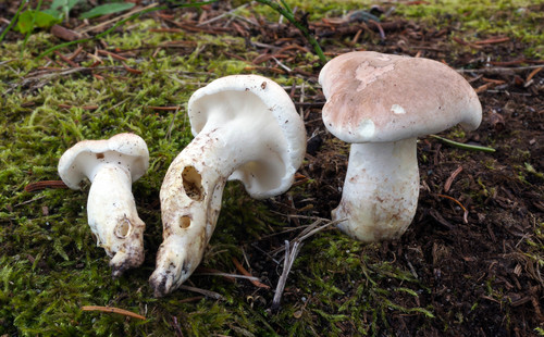 Albatrellaceae