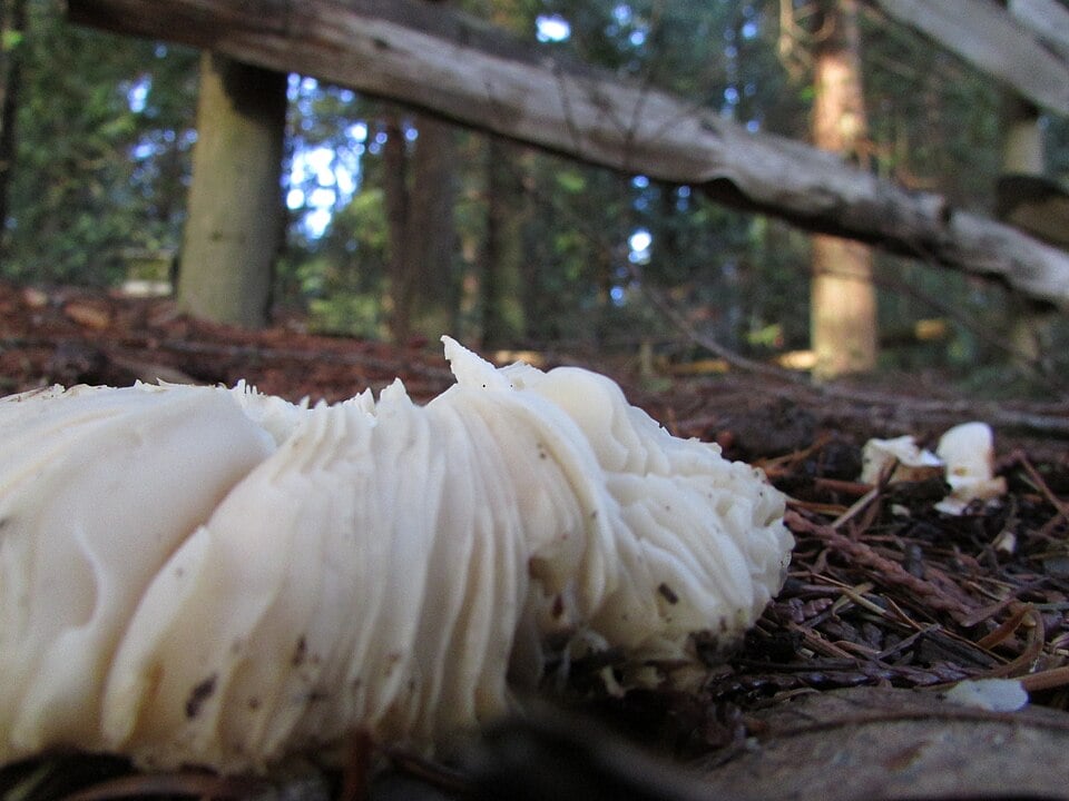 Albatrellus sp. — photo