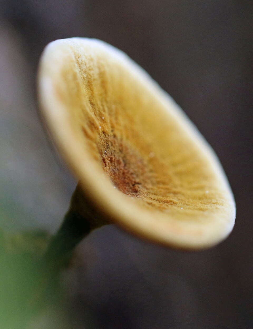 Albatrellus sp.