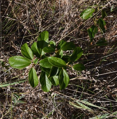 Albertisia delagoensis — photo