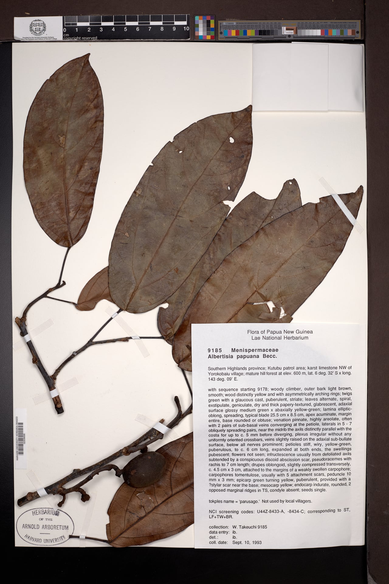 Albertisia papuana (Sungkai papuana) — photo