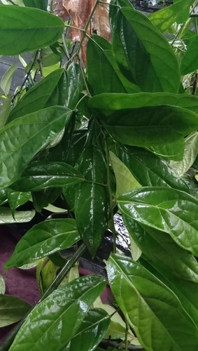 Menispermaceae