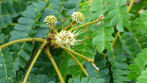 Albizia adianthifolia (Flat-crown) — photo