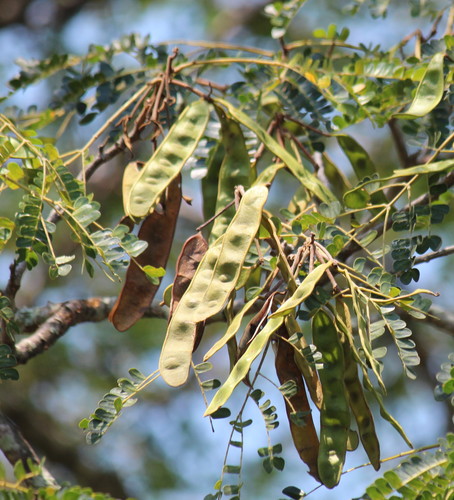 Albizia adianthifolia (Flat-crown) — photo