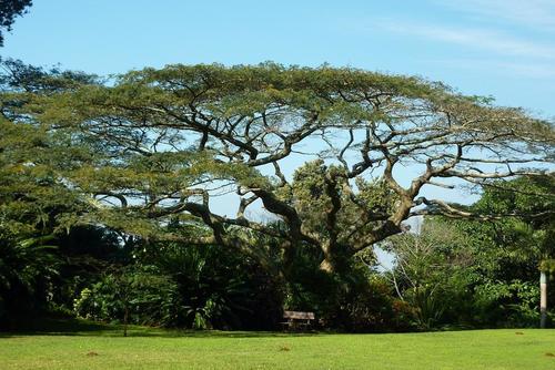 Albizia adianthifolia