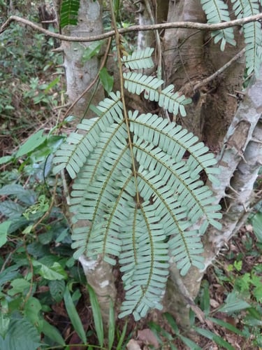 Albizia altissima (Spirit's marbles) — photo