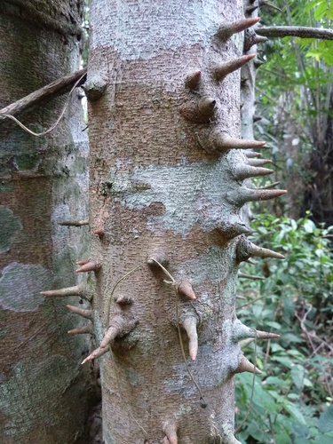 Albizia altissima (Spirit's marbles) — photo