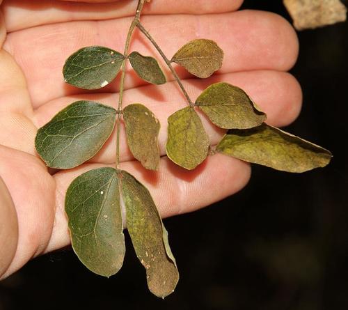 Albizia anthelmintica (Worm-cure albizia) — photo