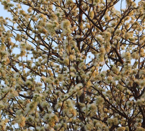 Albizia anthelmintica (Worm-cure albizia) — photo