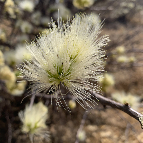 Albizia anthelmintica