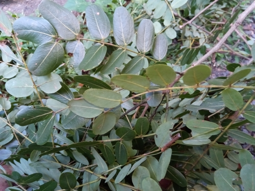 Albizia boivinii — photo