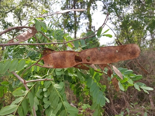 Albizia boivinii