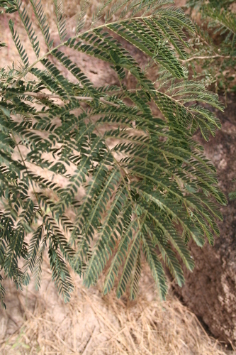 Albizia chevalieri — photo
