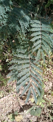 Albizia chevalieri — photo