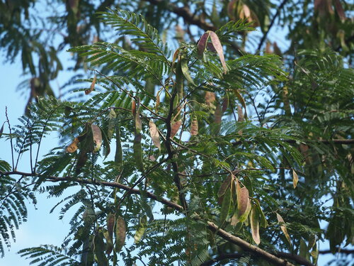 Albizia chinensis — photo