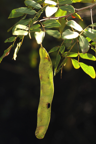 Albizia glaberrima (Lowveld albizia) — photo