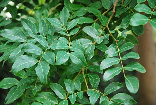 Albizia glaberrima