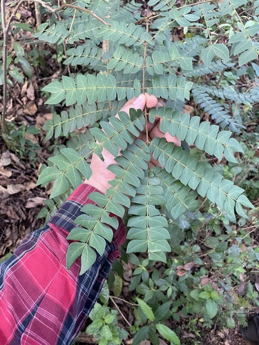 Albizia grandibracteata (Red nongo) — photo