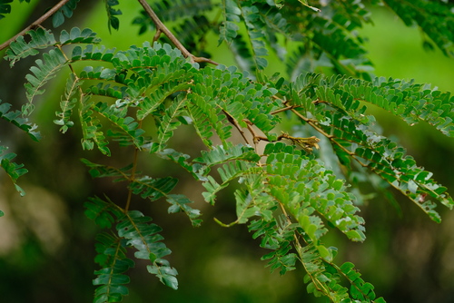 Albizia gummifera (Smooth-bark flat-crown) — photo