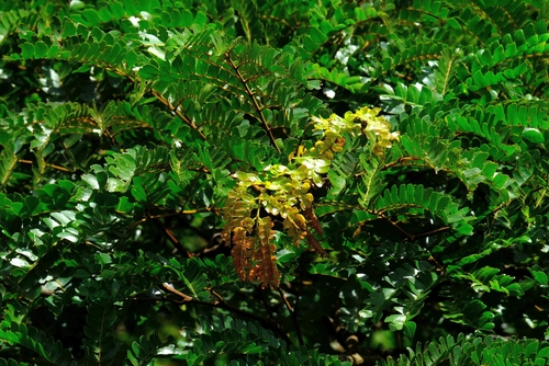 Albizia gummifera (Smooth-bark flat-crown) — photo