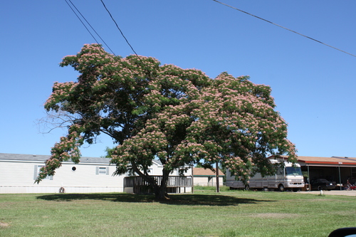 Albizia julibrissin (Silk Tree) — photo