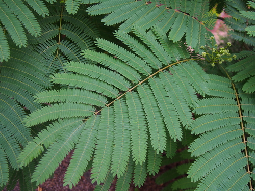 Albizia julibrissin (Silk Tree) — photo