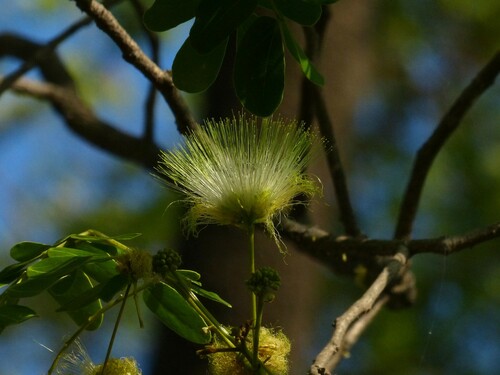 Albizia lebbeck (Siris tree) — photo