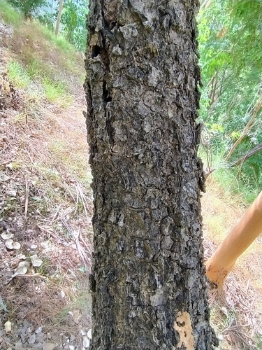 Albizia lebbekoides (Kariskis) — photo