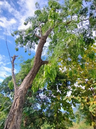 Albizia lebbekoides