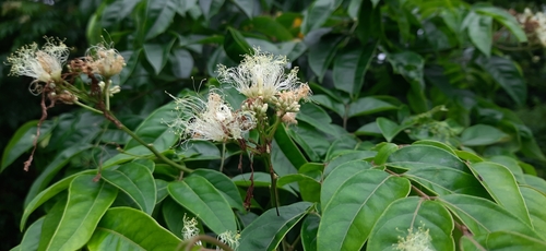 Albizia lucidior (Potka siris tree) — photo