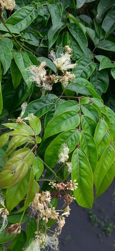 Albizia lucidior (Potka siris tree) — photo