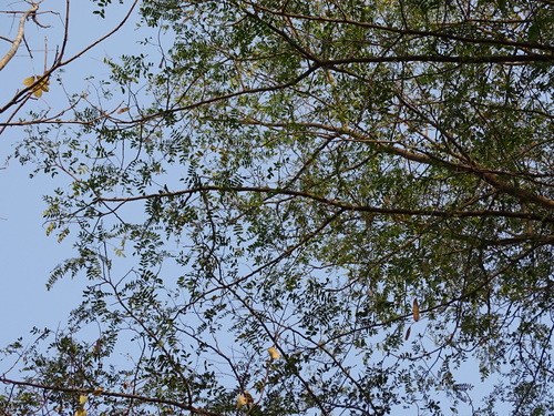 Albizia odoratissima (Black siris) — photo