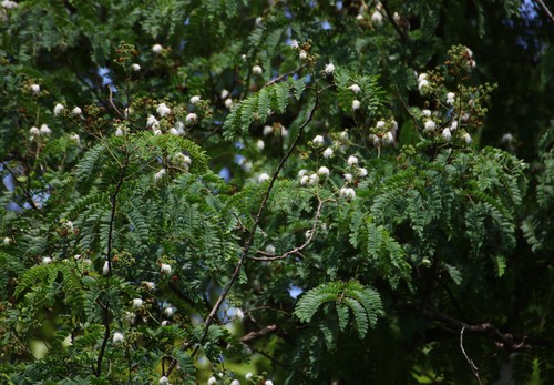 Albizia odoratissima (Black siris) — photo