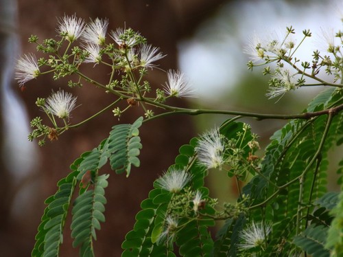 Albizia odoratissima