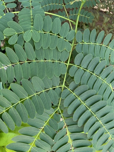 Albizia procera (Forest Siris) — photo