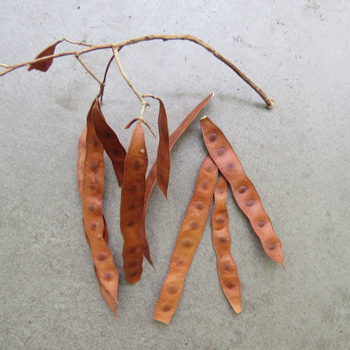 Albizia procera (Forest Siris) — photo