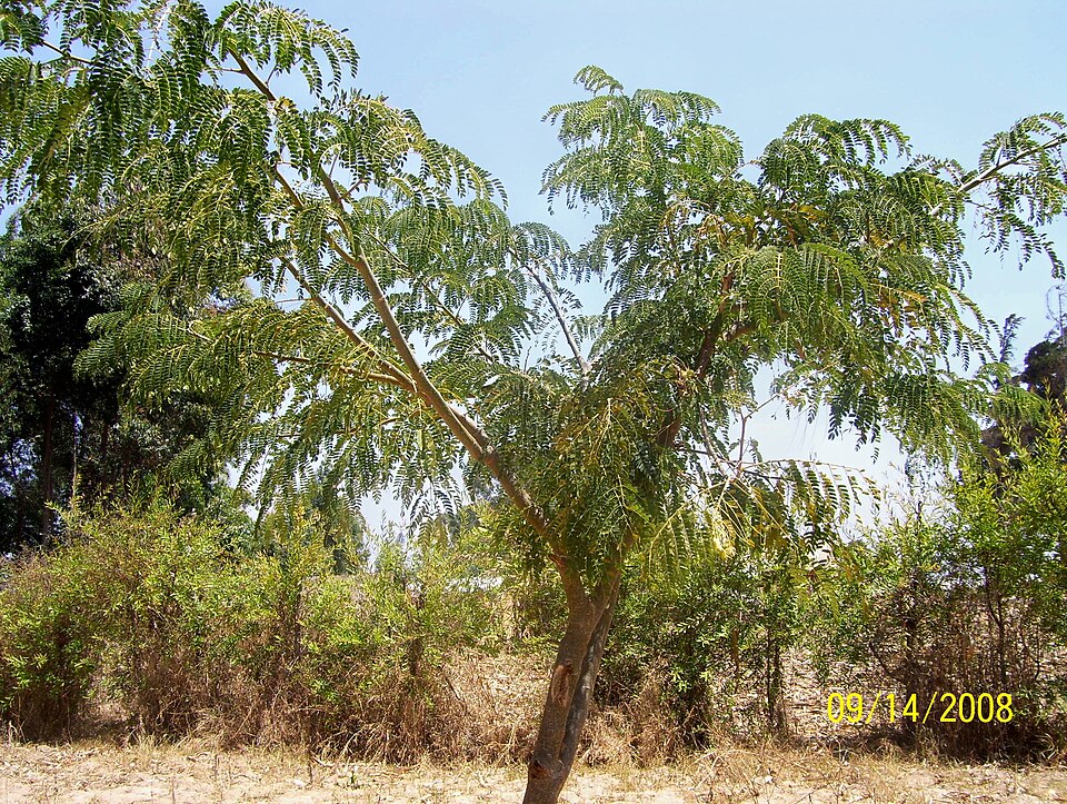 Albizia schimperiana (Forest long-pod albizia) — photo
