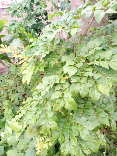 Albizia zygia (Okoro) — photo