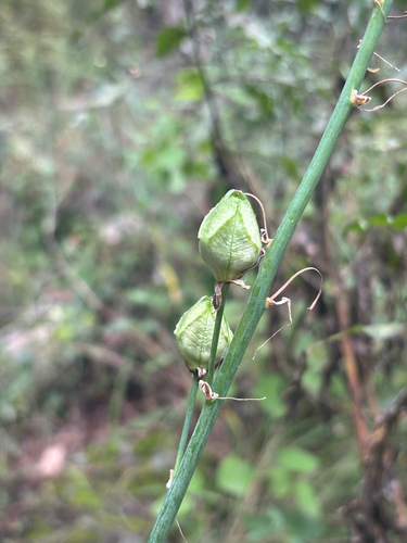 Albuca abyssinica — photo