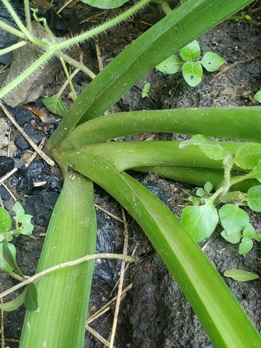 Albuca abyssinica — photo