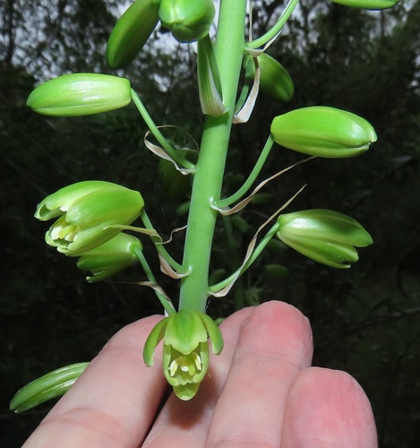 Albuca abyssinica