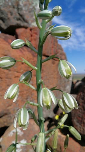 Albuca canadensis (Slym) — photo