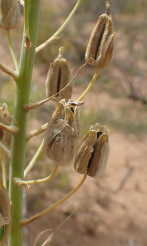 Albuca canadensis (Slym) — photo