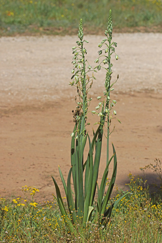 Albuca canadensis