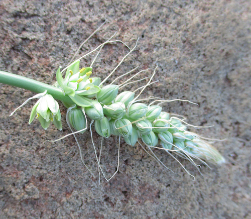 Albuca virens (Common chincherinchee) — photo
