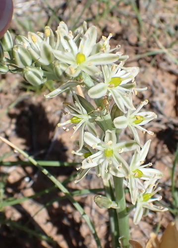 Albuca virens (Common chincherinchee) — photo