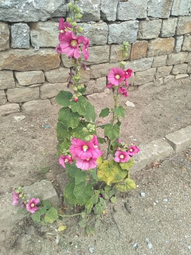 Alcea rosea (Hollyhock) — photo