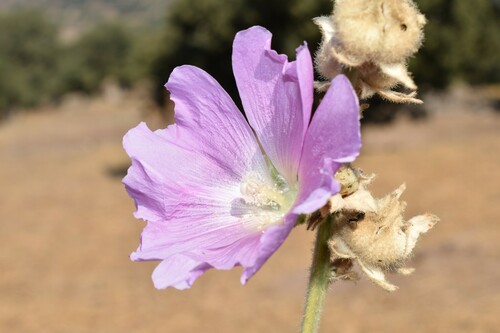 Alcea rosea (Hollyhock) — photo