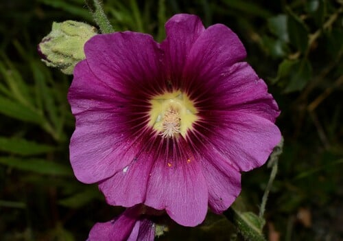Alcea rosea