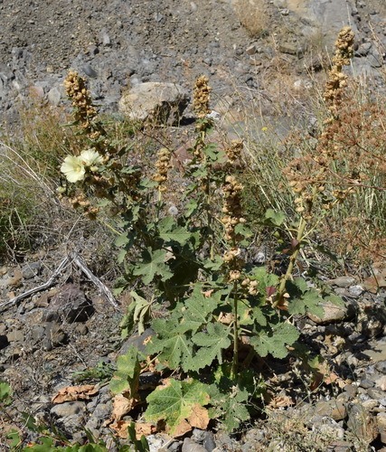 Alcea rugosa — photo